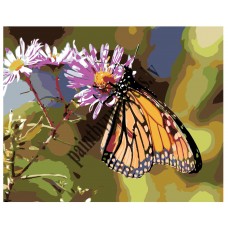 Картина по номерам KTMK-butterfly01